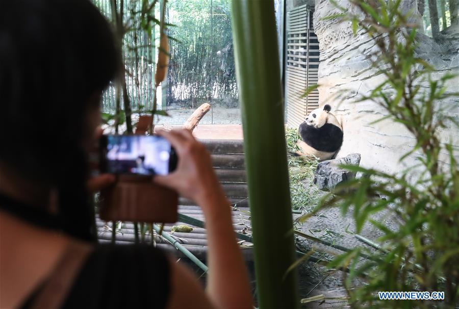 A guest takes photos of giant panda Jiaoqing at Berlin Zoo in Berlin, Germany, June 9, 2018. Mengmeng and Jiaoqing, the two pandas from China, arrived in Berlin on June 24, 2017. They became superstar during their first-year\'s stay here in Berlin Zoo. (Xinhua/Shan Yuqi)