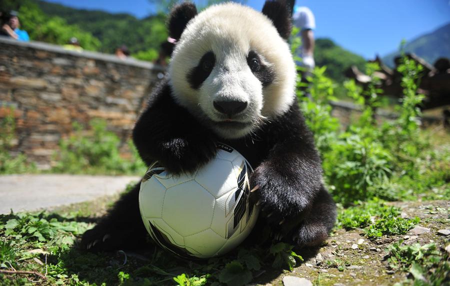 A panda shows off its soccer skills at the China Conservation and Research Center for Giant Panda in Southwest China\'s Sichuan Province on June 10 ahead of the FIFA World Cup.  (Photo/Courtesy of the China Conservation and Research Center for Giant Panda)