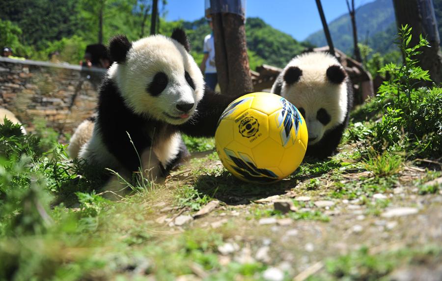 Pandas show off their soccer skills at the China Conservation and Research Center for Giant Panda in Southwest China\'s Sichuan Province on June 10 ahead of the FIFA World Cup. (Photo/Courtesy of the China Conservation and Research Center for Giant Panda)

As the 2018 FIFA World Cup approaches, let\'s see how giant pandas in SW China\'s Sichuan are preparing for the big event!