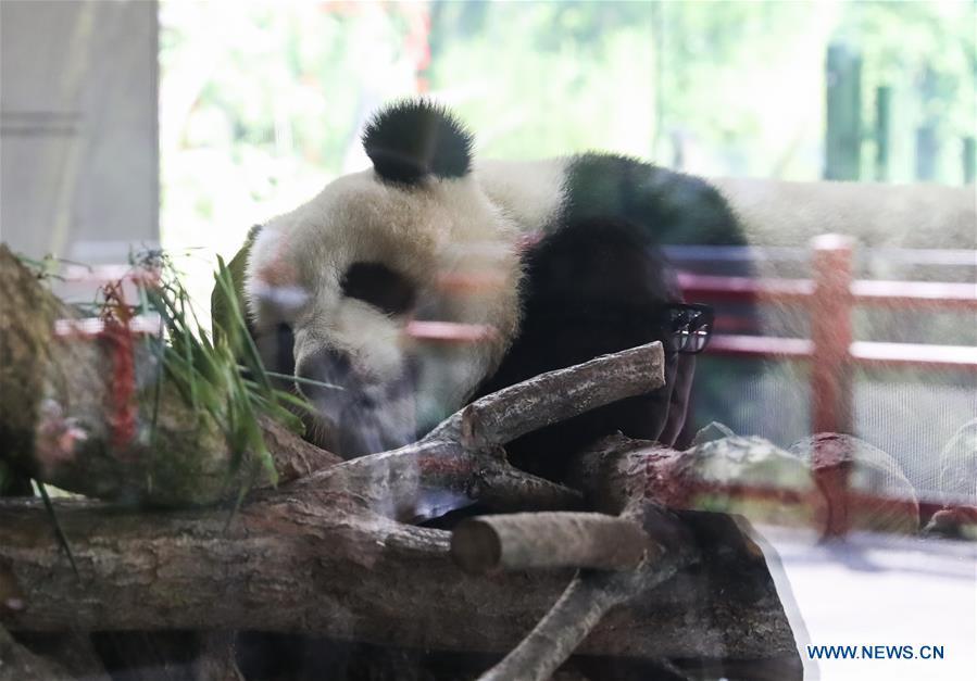 A guest visits giant panda Mengmeng at Berlin Zoo in Berlin, Germany, June 9, 2018. Mengmeng and Jiaoqing, the two pandas from China, arrived in Berlin on June 24, 2017. They became superstar during their first-year\'s stay here in Berlin Zoo. (Xinhua/Shan Yuqi)