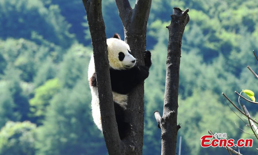 Photo taken on June 10, 2018 shows a giant panda born this year at the China Conservation and Research Center for the Giant Panda plays on a sunny day. (Photo: China News Service/An Yuan)