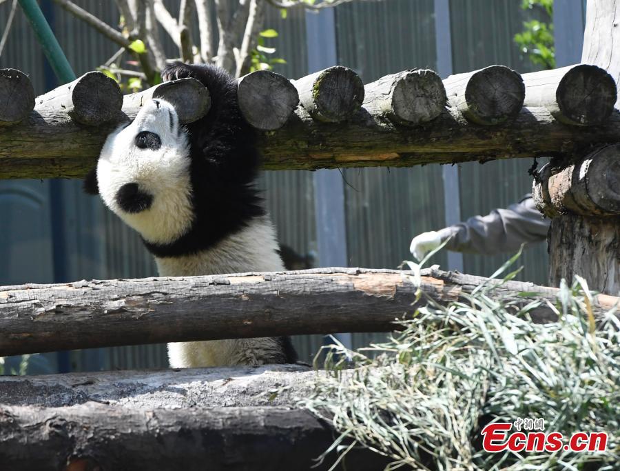 Photo taken on June 10, 2018 shows a giant panda born this year at the China Conservation and Research Center for the Giant Panda plays on a sunny day. (Photo: China News Service/An Yuan)