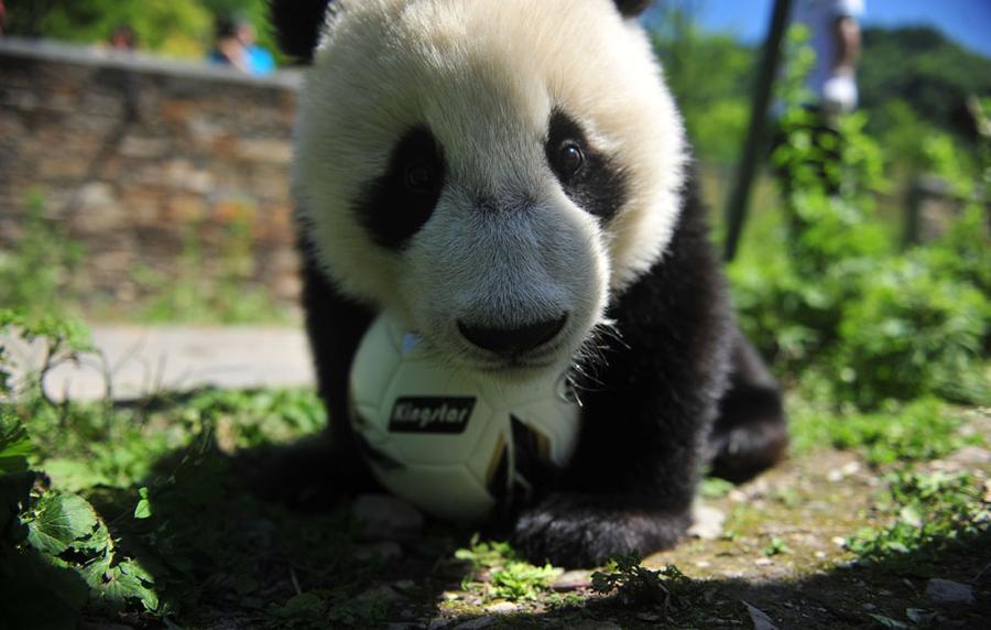 A panda shows off its soccer skills at the China Conservation and Research Center for Giant Panda in Southwest China\'s Sichuan Province on June 10 ahead of the FIFA World Cup.  (Photo/Courtesy of the China Conservation and Research Center for Giant Panda)