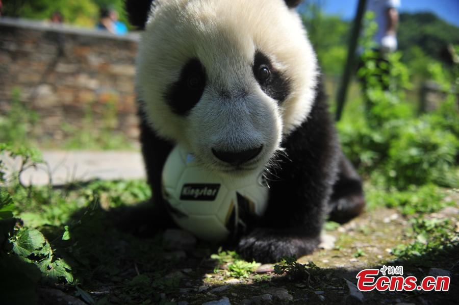 Giant pandas play football at Wolong Shenshuping Base of China Conservation and Research Center for Giant Pandas in Ngawa Tibetan and Qiang Autonomous Prefecture, Southwest China’s Sichuan Province. Eight pandas, all born in 2017, will participate in six events during the World Cup from June 14 to July 15 on iPanda.com, China\'s giant panda cam TV channel, according to the center. (Photo/VCG)