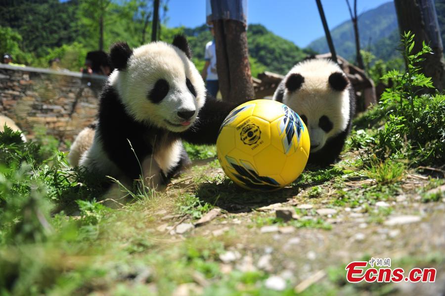 Giant pandas play football at Wolong Shenshuping Base of China Conservation and Research Center for Giant Pandas in Ngawa Tibetan and Qiang Autonomous Prefecture, Southwest China’s Sichuan Province. Eight pandas, all born in 2017, will participate in six events during the World Cup from June 14 to July 15 on iPanda.com, China\'s giant panda cam TV channel, according to the center. (Photo/VCG)