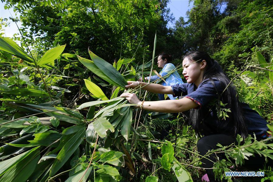 People pick leaves to make Zongzi, a pyramid-shaped dumpling made of glutinous rice wrapped in bamboo or reed leaves, to greet the upcoming Dragon Boat Festival in forest of Zhangjiajie City, central China\'s Hunan Province, June 11, 2018. (Xinhua/Wu Yongbing)