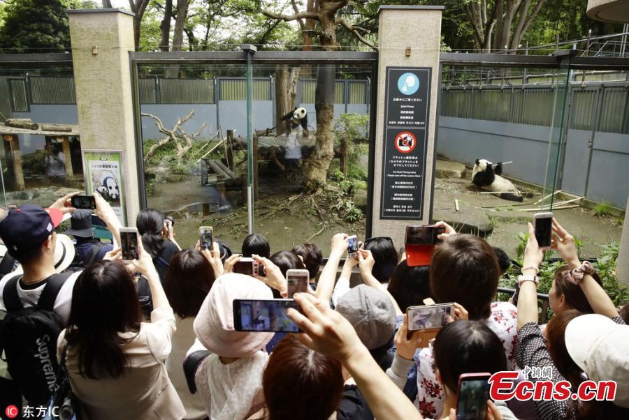 Visitors take photos of Xiang Xiang, the female giant panda born in Japan last year, at Ueno Zoo in Tokyo, June 12, 2018. The zoo set up a hammock as its birthday present as the panda turned 1 year old on Tuesday. (Photo/IC)