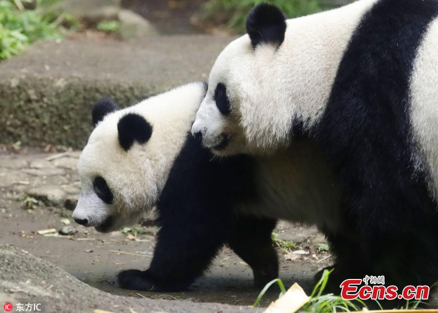 Panda Xiang Xiang walks with its mother at Ueno Zoo in Tokyo, Japan, June 12, 2018.  Xiang Xiang, born in Japan last year, turned 1 year old on Monday. (Photo/IC)