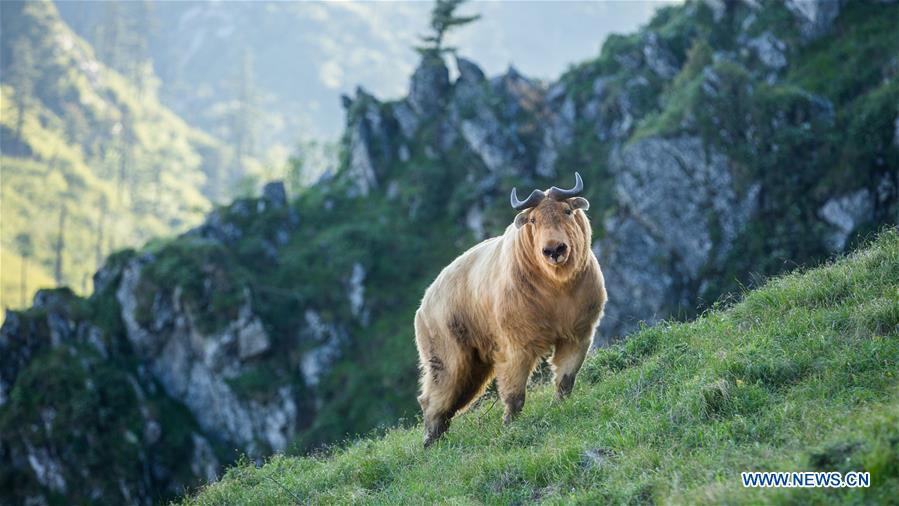 A takin is seen in mountainous region of Foping County, northwest China\'s Shaanxi Province, June 9, 2018. The number of the rare animal takin is rising under protection and environment improvement. (Xinhua/Zhao Jianqiang)