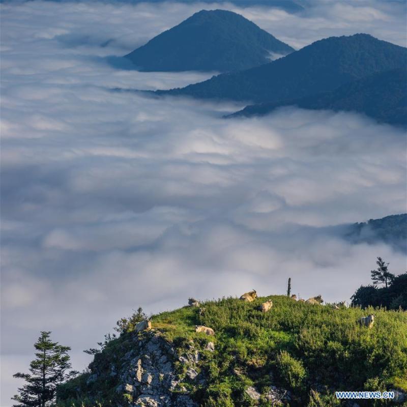 Takins are seen in mountainous region of Foping County, northwest China\'s Shaanxi Province, June 9, 2018. The number of the rare animal takin is rising under protection and environment improvement. (Xinhua/Zhao Jianqiang)