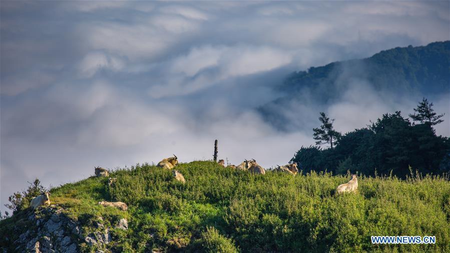 Takins are seen in mountainous region of Foping County, northwest China\'s Shaanxi Province, June 9, 2018. The number of the rare animal takin is rising under protection and environment improvement. (Xinhua/Zhao Jianqiang)