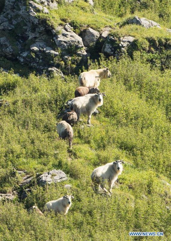 Takins are seen in mountainous region of Foping County, northwest China\'s Shaanxi Province, June 9, 2018. The number of the rare animal takin is rising under protection and environment improvement. (Xinhua/Zhao Jianqiang)