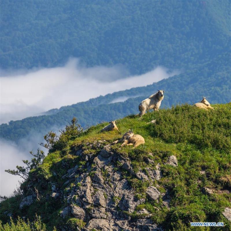 Takins are seen in mountainous region of Foping County, northwest China\'s Shaanxi Province, June 9, 2018. The number of the rare animal takin is rising under protection and environment improvement. (Xinhua/Zhao Jianqiang)