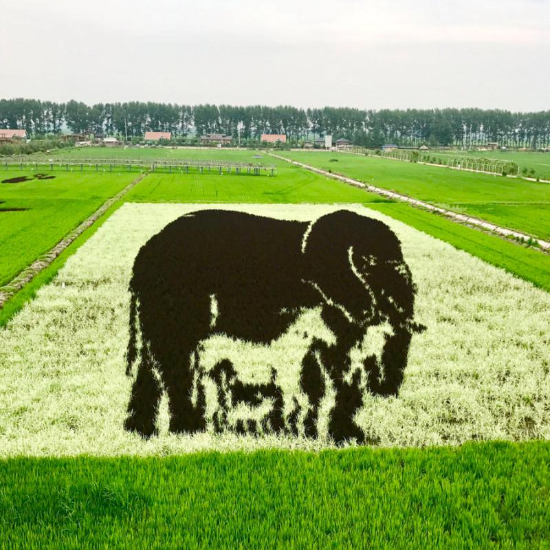 These paddy field \