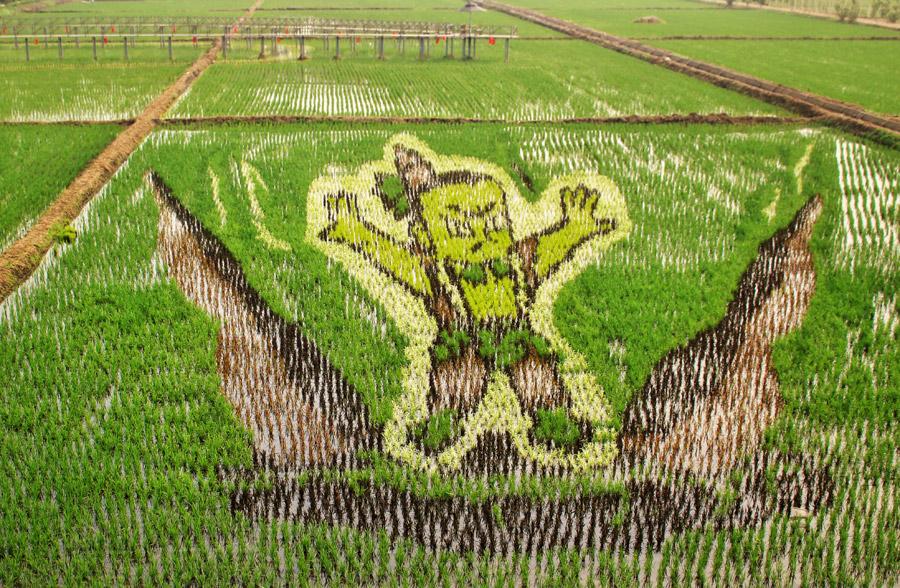 These paddy field \