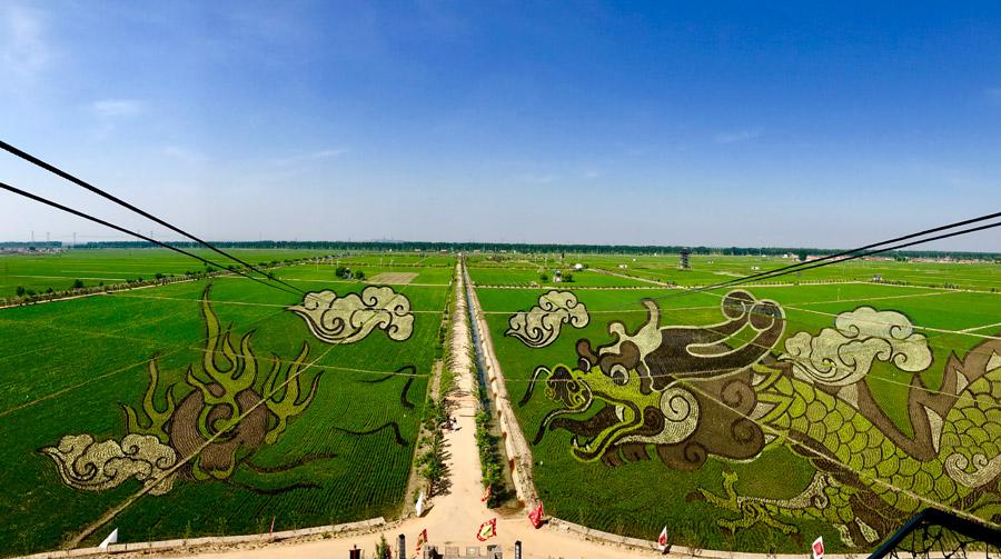 These paddy field \