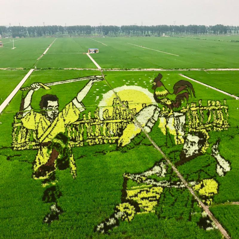 These paddy field \