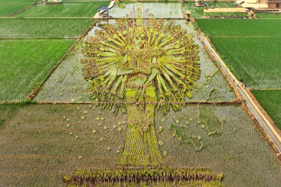 These paddy field \