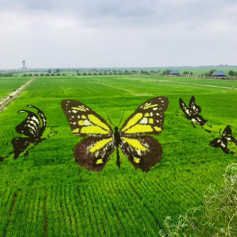 These paddy field \