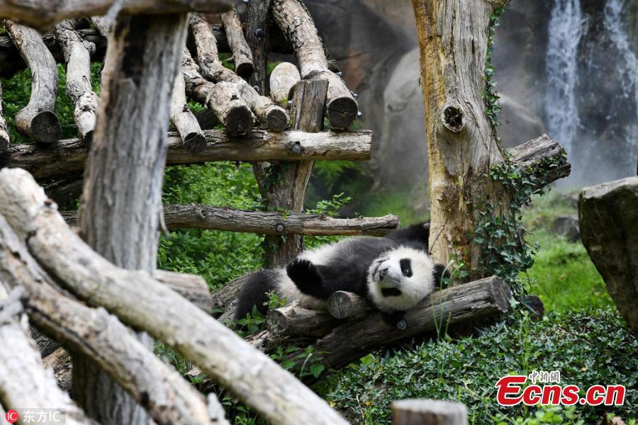 Photo taken on June 12, 2018 shows giant pandas Huan Huan and its cub Yuan Meng play at the Beauval Zoo in Saint-Aignan, France, June 12, 2018. The parents of Yuan Meng, Huan Huan and Yuan Zi, arrived in France in January 2012 on a 10-year loan from China. The name \