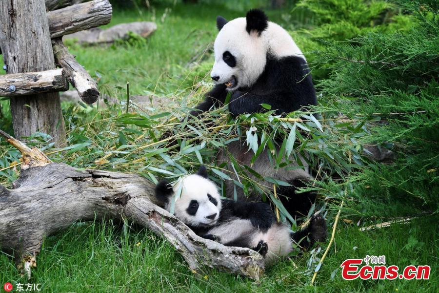 Photo taken on June 12, 2018 shows giant pandas Huan Huan and its cub Yuan Meng play at the Beauval Zoo in Saint-Aignan, France, June 12, 2018. The parents of Yuan Meng, Huan Huan and Yuan Zi, arrived in France in January 2012 on a 10-year loan from China. The name \
