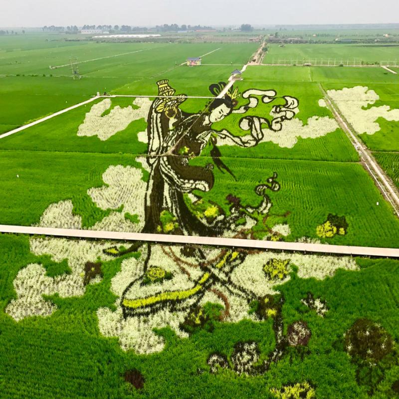 These paddy field \