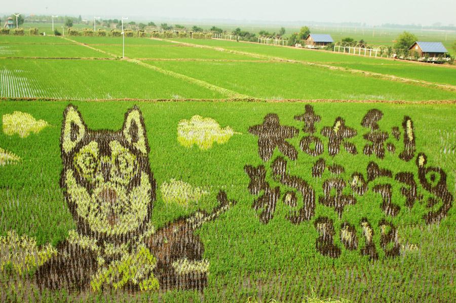 These paddy field \