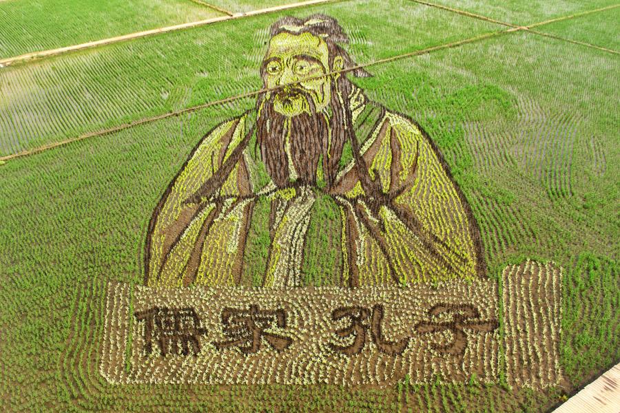 These paddy field \