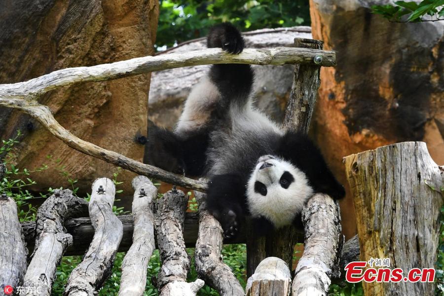 Photo taken on June 12, 2018 shows giant pandas Huan Huan and its cub Yuan Meng play at the Beauval Zoo in Saint-Aignan, France, June 12, 2018. The parents of Yuan Meng, Huan Huan and Yuan Zi, arrived in France in January 2012 on a 10-year loan from China. The name \
