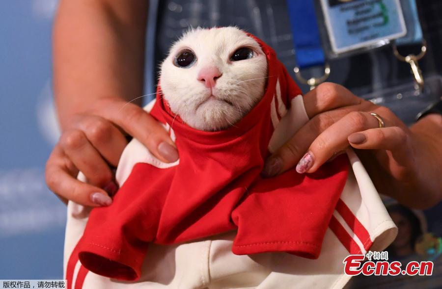 A participant dresses Achilles the cat, one of the State Hermitage Museum mice hunters, which attempts to predict the result of the opening match of the 2018 FIFA World Cup between Russia and Saudi Arabia during an event in Saint Petersburg, Russia June 13, 2018. (Photo/Agencies)