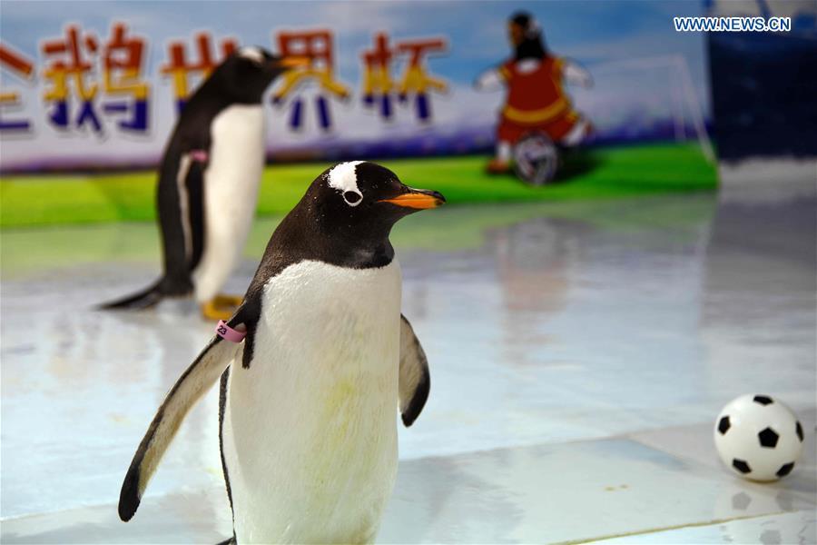 Penguins play football at the Harbin Polarland in Harbin, capital of northeast China\'s Heilongjiang Province, June 14, 2018. (Xinhua/Cao Jiyang)