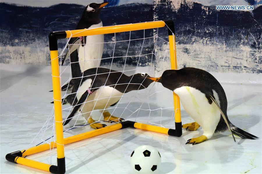 Penguins play football at the Harbin Polarland in Harbin, capital of northeast China\'s Heilongjiang Province, June 14, 2018. (Xinhua/Cao Jiyang)