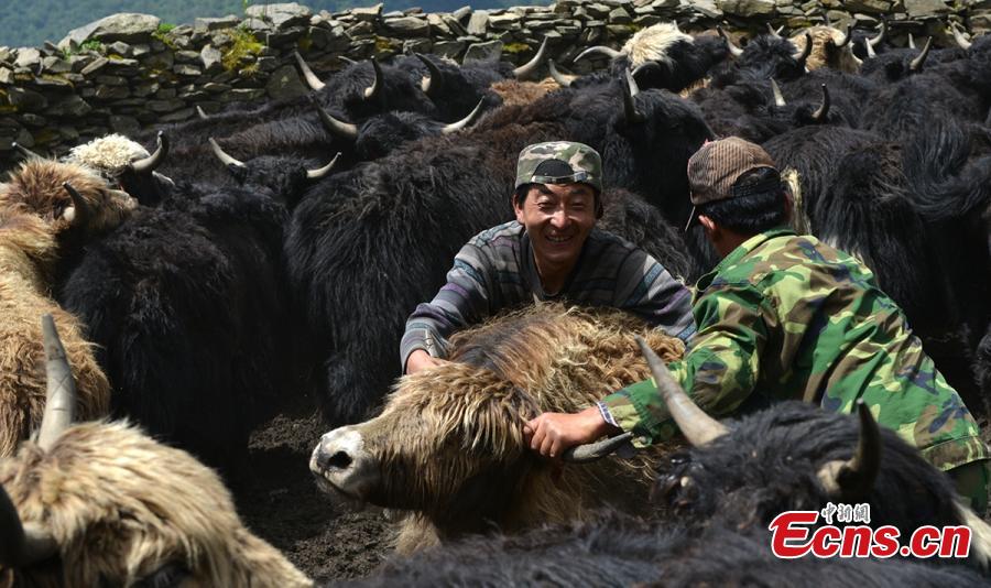 Tibetans shear yaks in Qiaoqi Tibet Autonomous Township of Baoxing County, Southwest China’s Sichuan Province. An important custom for Tibetans in the area, yak shearing usually takes place in May and June. Tibetan men are responsible for catching a yak, then women shear the animal while feeding it.(Photo: China News Service/Gao Huakang)