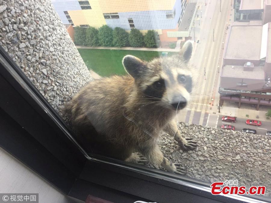 Photo taken on June 12, 2018 shows a raccoon made its way to the very top of the UBS Tower in St. Paul, Minnesota, U.S., as a captivated audience watched in the streets and on social media. The raccoon stopped along the way for a quick nap on a window ledge of the 23rd floor — more than 200 feet above the street, according to local news. (Photo/VCG)
