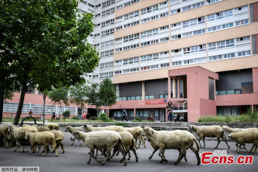 A herd of sheep on a street in Aubervilliers, north of Paris, on June 13, 2018 as part of a cattle drive. (Photo/Agencies)