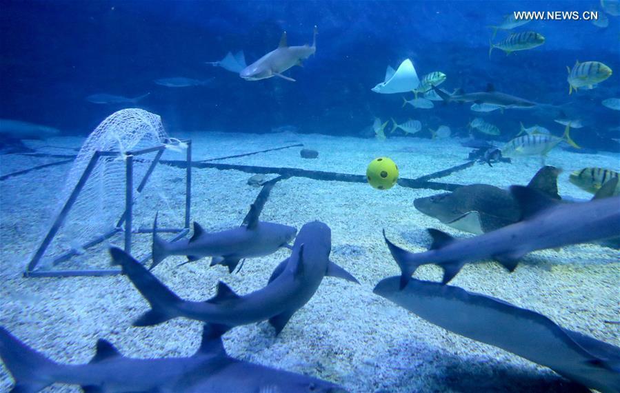 Sharks play football at the Haichang Jingsha Ocean Park in Yantai, east China\'s Shandong Province, June 14, 2018. (Xinhua/Tang Ke)