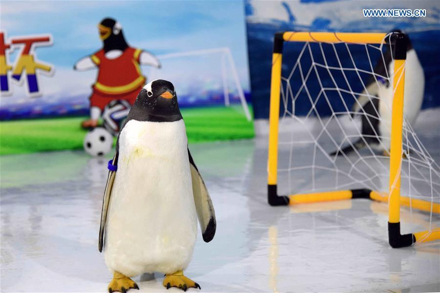 Penguins play football at the Harbin Polarland in Harbin, capital of northeast China\'s Heilongjiang Province, June 14, 2018. (Xinhua/Cao Jiyang)