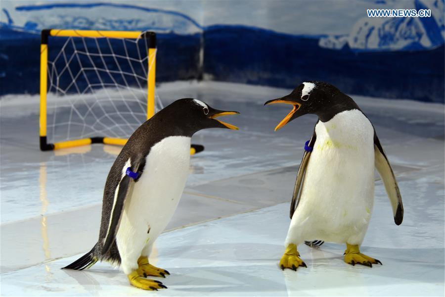 Penguins play football at the Harbin Polarland in Harbin, capital of northeast China\'s Heilongjiang Province, June 14, 2018. (Xinhua/Cao Jiyang)