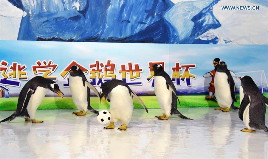 Penguins play football at the Harbin Polarland in Harbin, capital of northeast China\'s Heilongjiang Province, June 14, 2018. (Xinhua/Cao Jiyang)