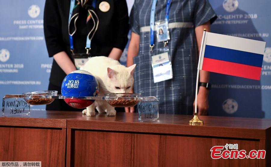 Achilles the cat, one of the State Hermitage Museum mice hunters, chooses Russia while attempting to predict the result of the opening match of the 2018 FIFA World Cup between Russia and Saudi Arabia during an event in Saint Petersburg, Russia June 13, 2018. (Photo/Agencies)
Although he can’t hear, Achilles has a sense of who is going to win the 2018 World Cup. The small white feline, who has bright blue eyes, is the real MVP of the tournament, tasked with predicting the outcome of matches, according to Euro News. The cat has reportedly trained for his big job during this year’s World Cup, held throughout Russia. To predict the matches, two identical bowls of food are placed in front of him, each one with a flag of the country that is playing, Anna Kondratyeva, the cat’s veterinarian, told the news outlet. Whichever bowl Achilles eats from will be the winner.