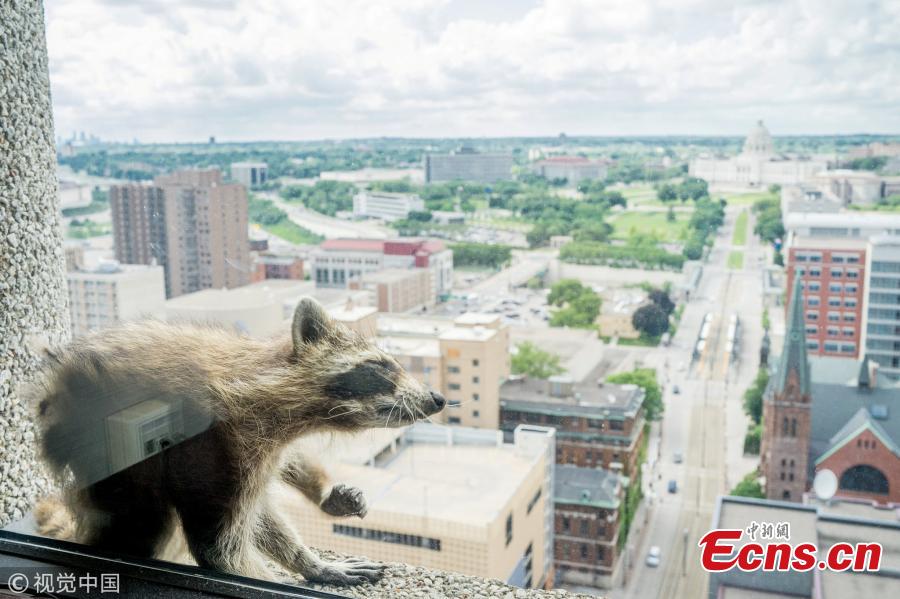 Photo taken on June 12, 2018 shows a raccoon made its way to the very top of the UBS Tower in St. Paul, Minnesota, U.S., as a captivated audience watched in the streets and on social media. The raccoon stopped along the way for a quick nap on a window ledge of the 23rd floor — more than 200 feet above the street, according to local news. (Photo/VCG)