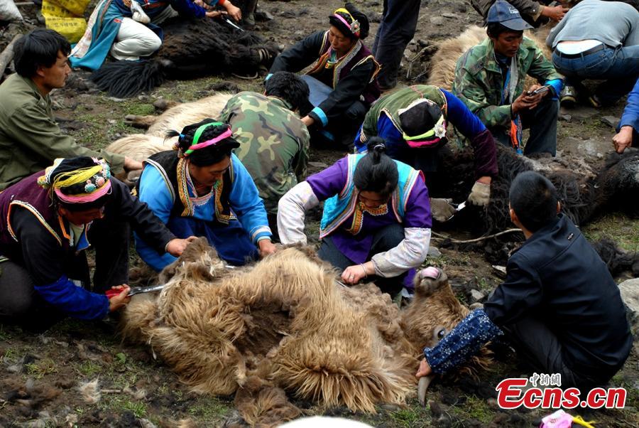 Tibetans shear yaks in Qiaoqi Tibet Autonomous Township of Baoxing County, Southwest China’s Sichuan Province. An important custom for Tibetans in the area, yak shearing usually takes place in May and June. Tibetan men are responsible for catching a yak, then women shear the animal while feeding it.(Photo: China News Service/Gao Huakang)
