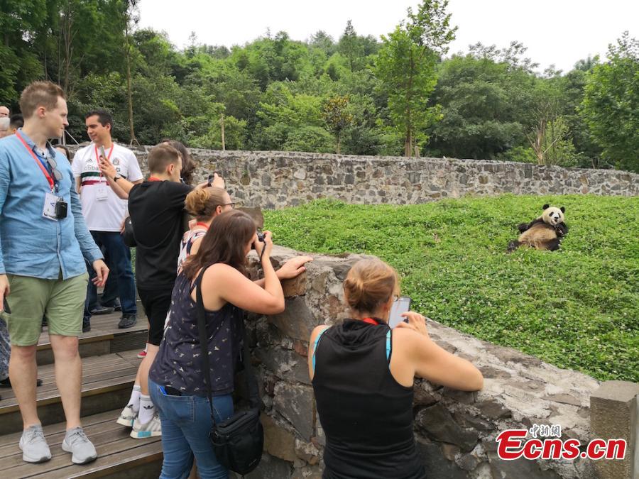 More than 100 business partners of a travel group, from 16 countries, visit the Dujiangyan base of the China Conservation and Research Center for the Giant Panda in Sichuan Province, June 13, 2018. The foreign visitors were given the opportunity to feed the giant pandas and clean their dens. (Photo: China News Service/Zhong Xin)
