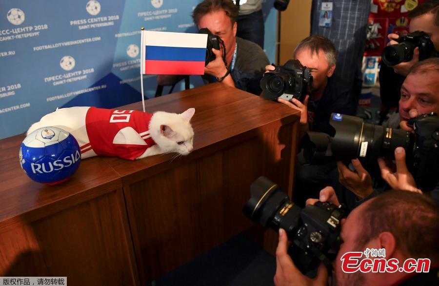 Photographers take pictures of Achilles the cat, one of the State Hermitage Museum mice hunters, which attempts to predict the result of the opening match of the 2018 FIFA World Cup between Russia and Saudi Arabia during an event in Saint Petersburg, Russia June 13, 2018. (Photo/Agencies)