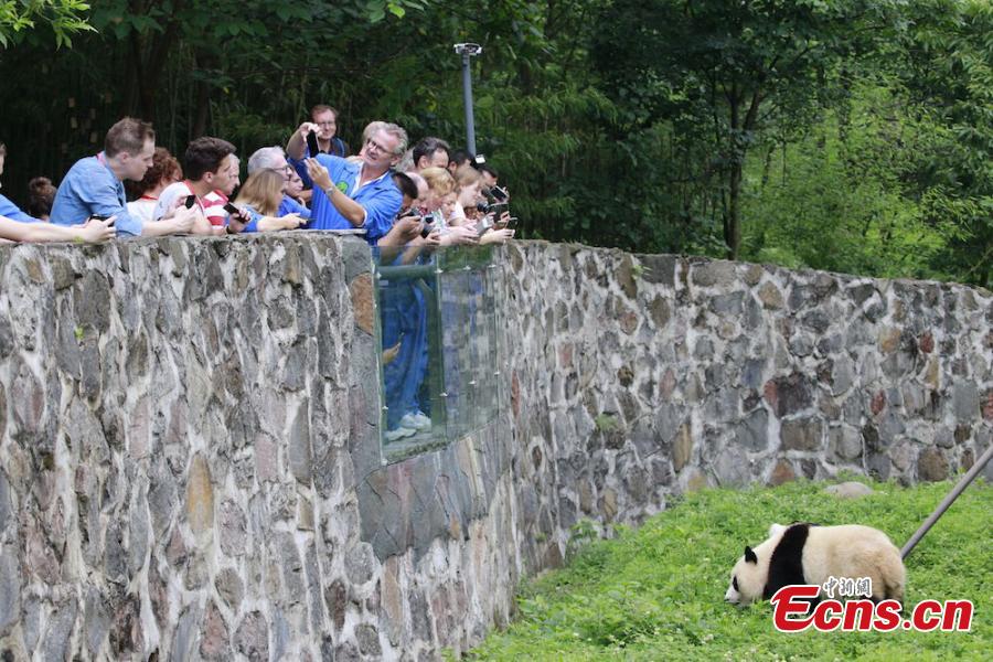 More than 100 business partners of a travel group, from 16 countries, visit the Dujiangyan base of the China Conservation and Research Center for the Giant Panda in Sichuan Province, June 13, 2018. The foreign visitors were given the opportunity to feed the giant pandas and clean their dens. (Photo: China News Service/Zhong Xin)