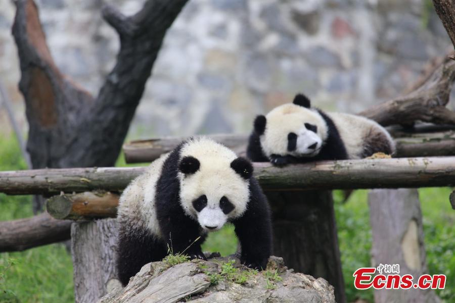 More than 100 business partners of a travel group, from 16 countries, visit the Dujiangyan base of the China Conservation and Research Center for the Giant Panda in Sichuan Province, June 13, 2018. The foreign visitors were given the opportunity to feed the giant pandas and clean their dens. (Photo: China News Service/Zhong Xin)