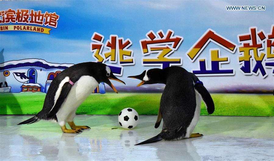 Penguins play football at the Harbin Polarland in Harbin, capital of northeast China\'s Heilongjiang Province, June 14, 2018. (Xinhua/Cao Jiyang)