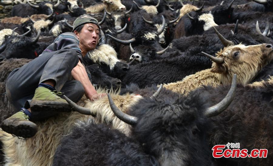 Tibetans shear yaks in Qiaoqi Tibet Autonomous Township of Baoxing County, Southwest China’s Sichuan Province. An important custom for Tibetans in the area, yak shearing usually takes place in May and June. Tibetan men are responsible for catching a yak, then women shear the animal while feeding it.(Photo: China News Service/Gao Huakang)