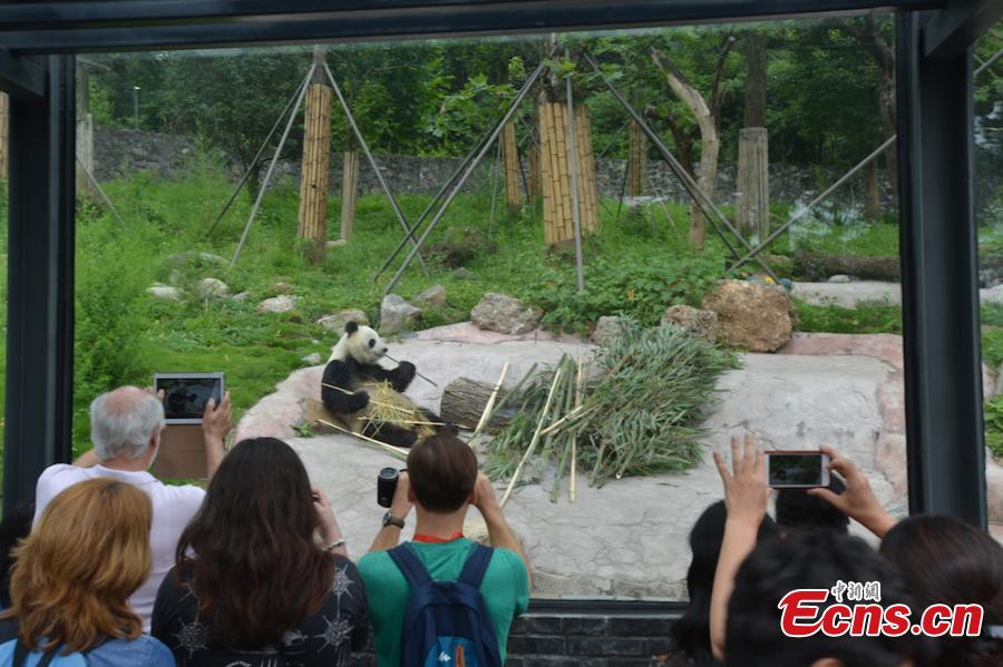 More than 100 business partners of a travel group, from 16 countries, visit the Dujiangyan base of the China Conservation and Research Center for the Giant Panda in Sichuan Province, June 13, 2018. The foreign visitors were given the opportunity to feed the giant pandas and clean their dens. (Photo: China News Service/Zhong Xin)