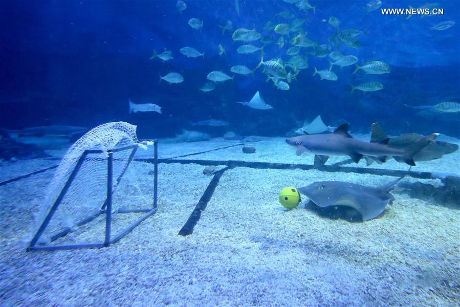 Rays play football at the Haichang Jingsha Ocean Park in Yantai, east China\'s Shandong Province, June 14, 2018. (Xinhua/Tang Ke)